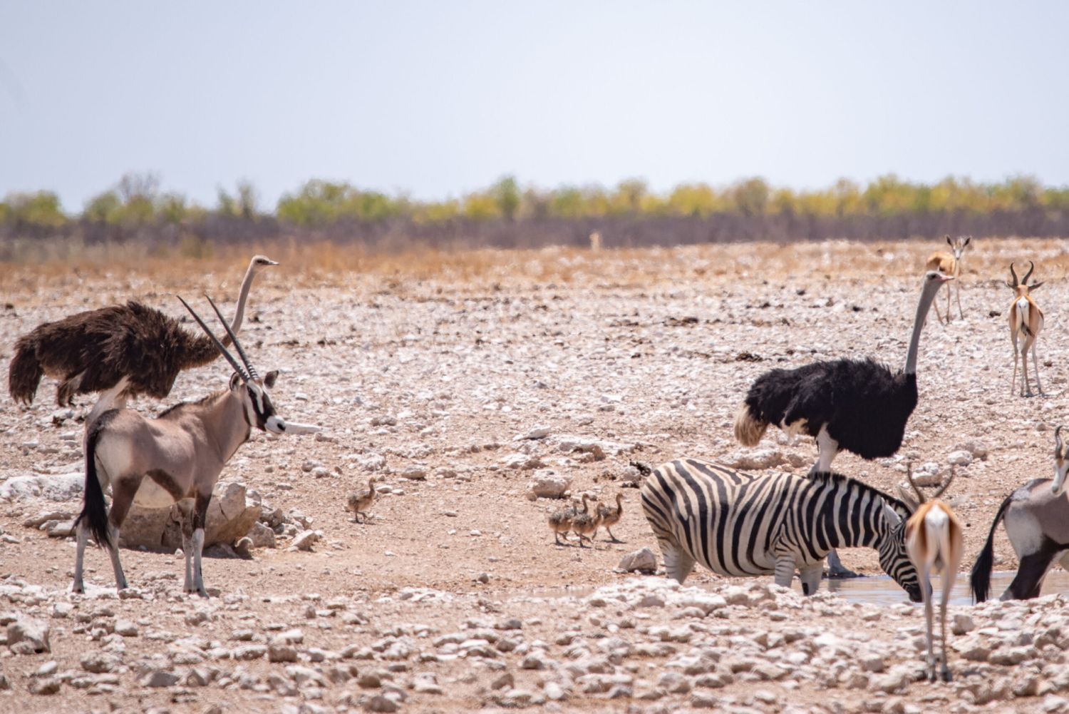 Straussen-Eltern mit Küken, Oryx, Zebra und Impala im Vordergrund