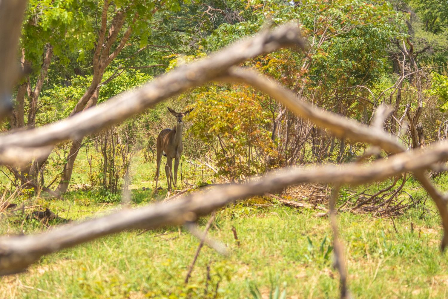 Kudu im Wald
